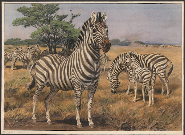 Zebra 1910