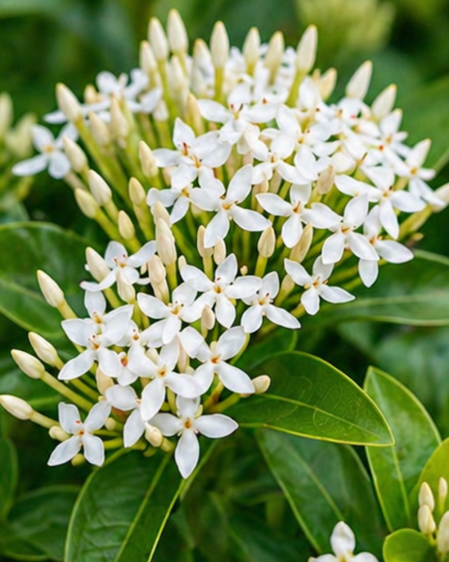 Ixora White Plant — view 2