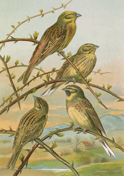 Emberiza citrinella Emberiza cirlus