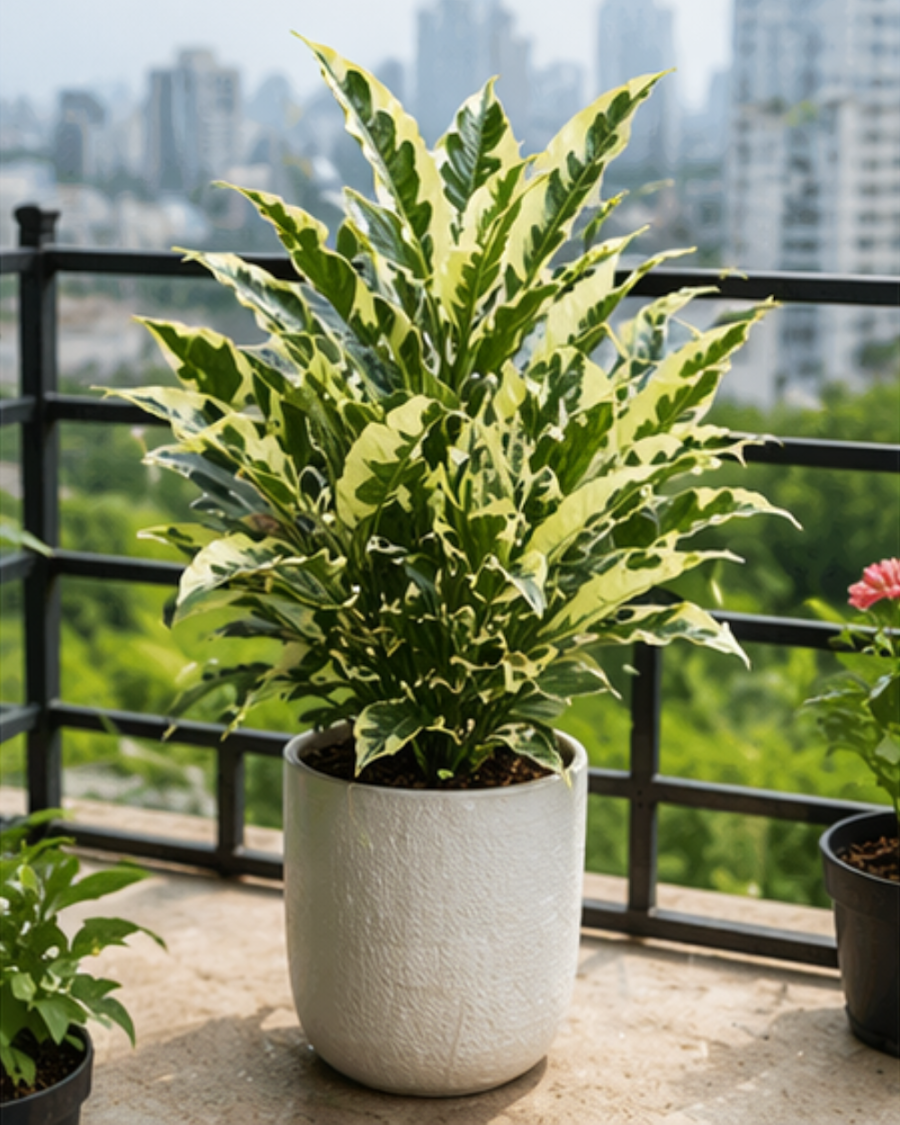 Andrew Croton Plant — view 3