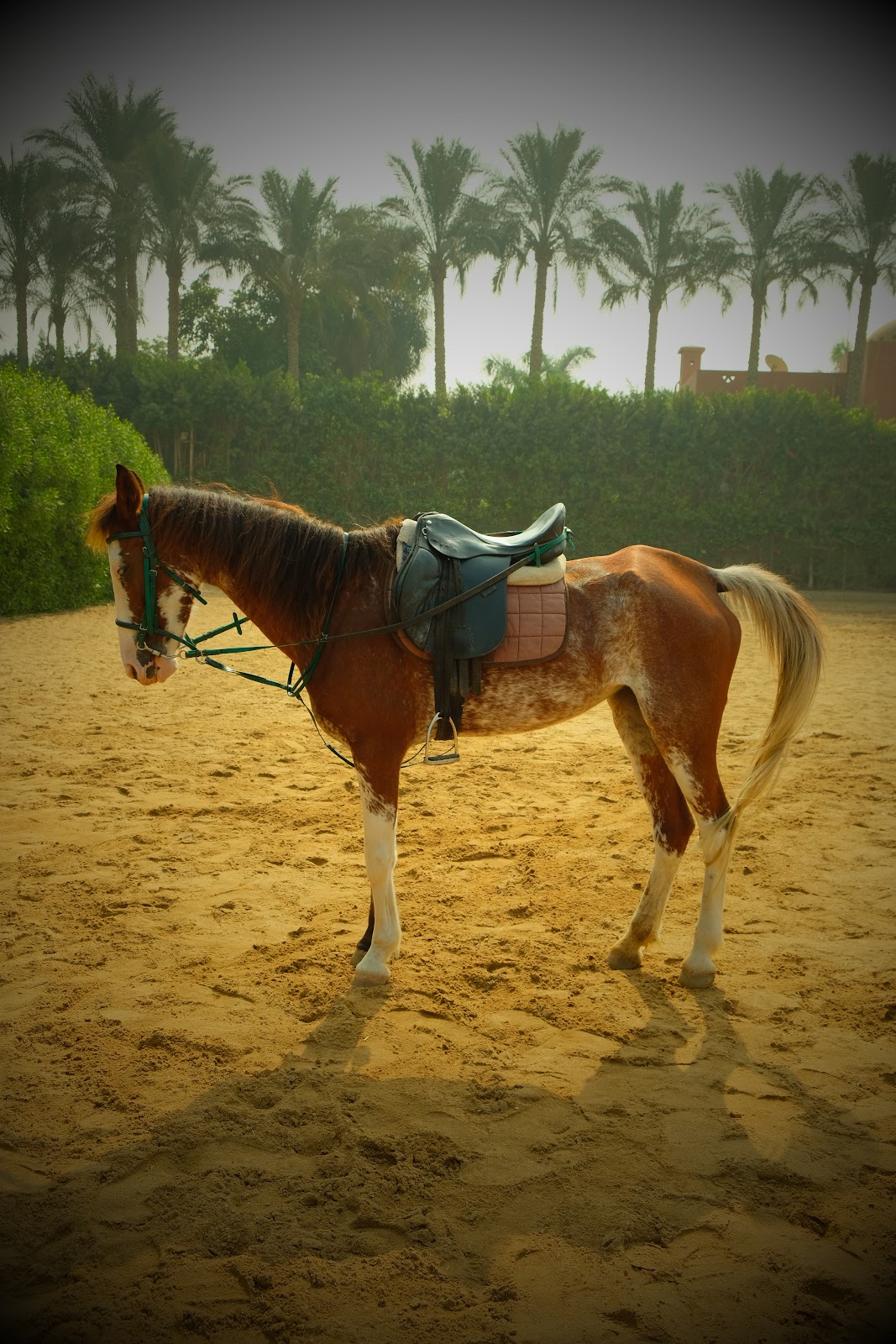 Bashair - Horse available for riding at Beit Zeina in Saqqara, Egypt. Discover this uniquely marked Sorrel Horse, featuring beautiful splashes of whit