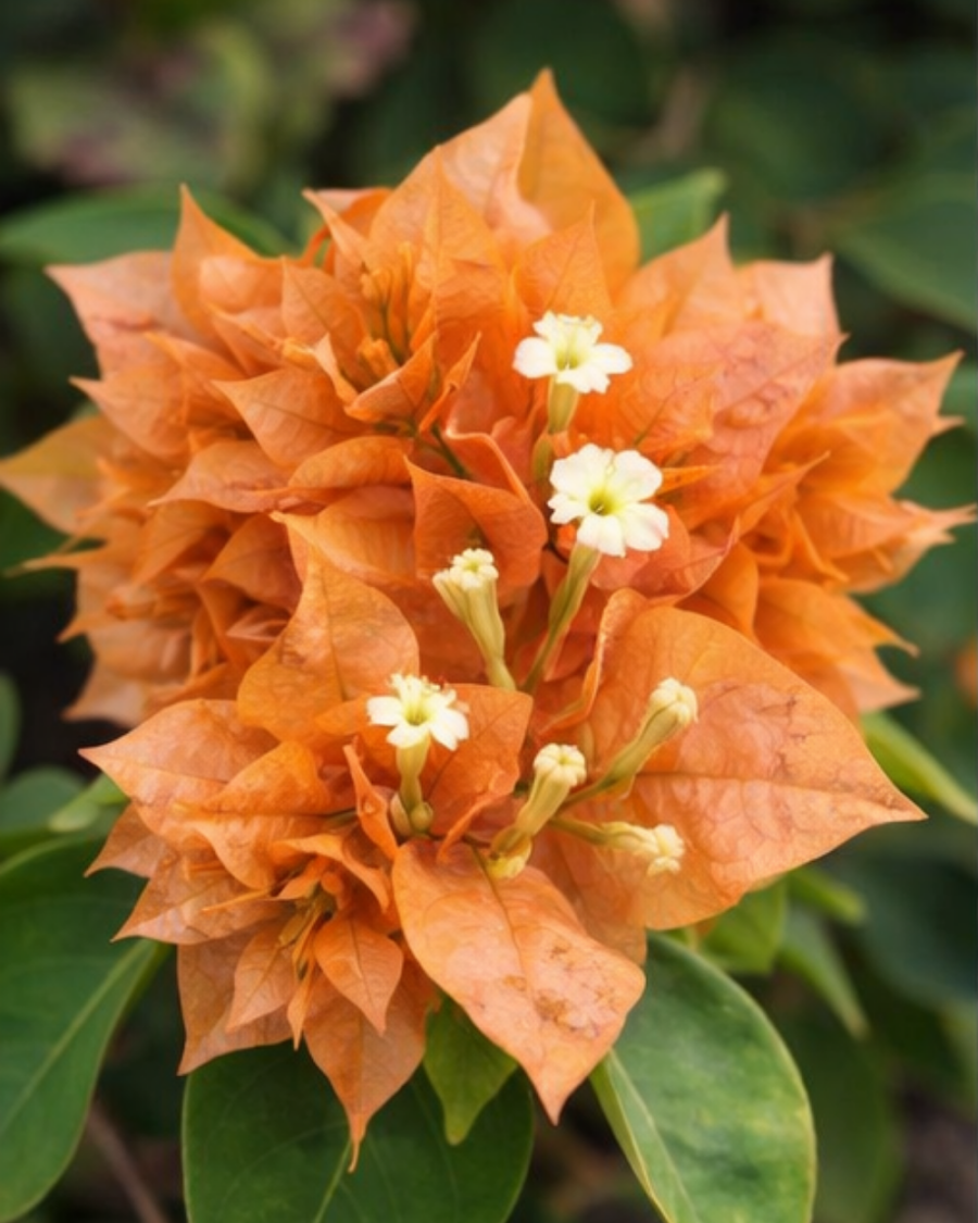 Imported Mahara Orange Bougainvillea Plant — view 2