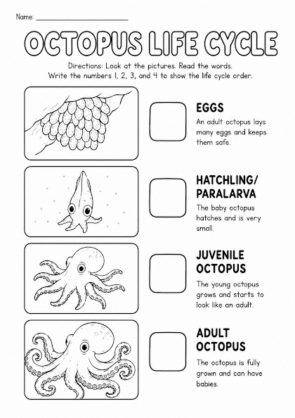 Octopus Life Cycle Worksheet