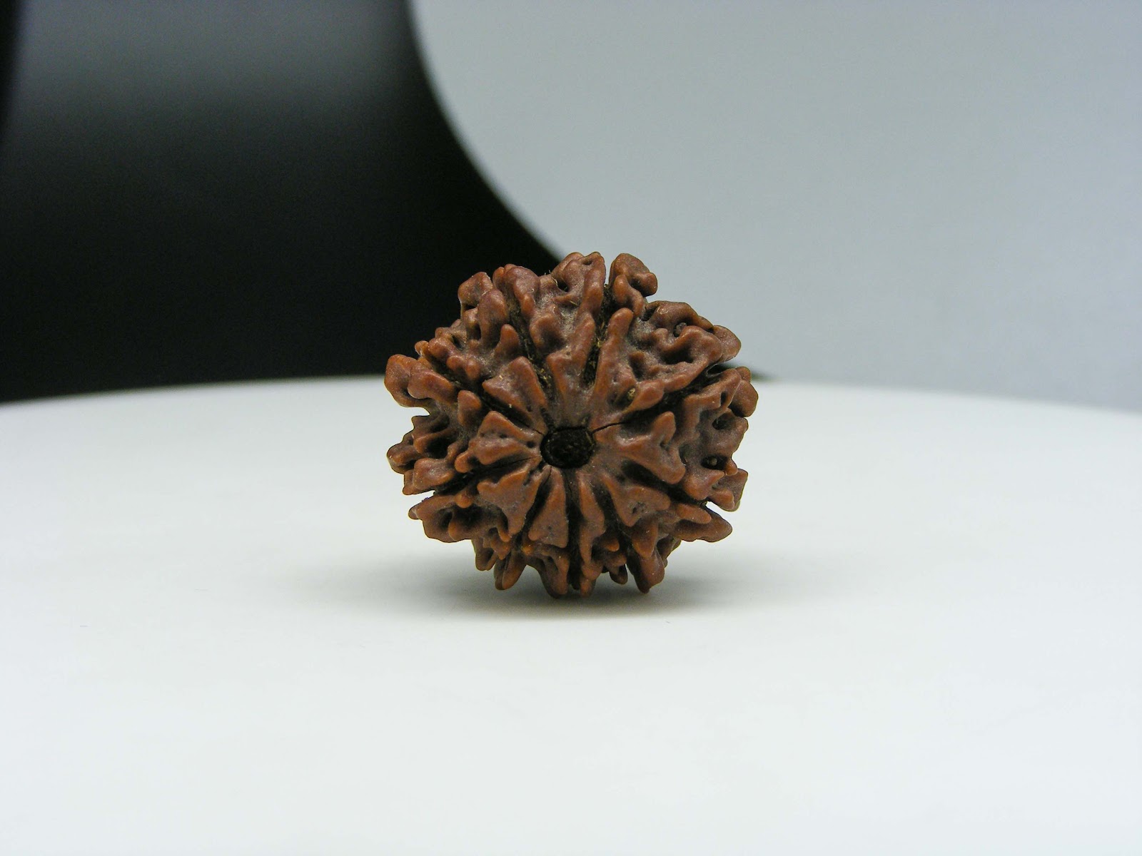 Natural 9 Mukhi Rudraksha