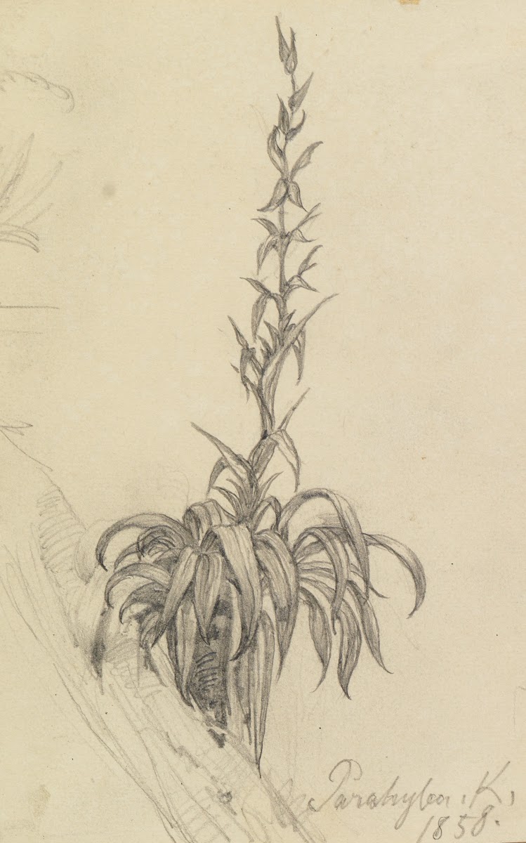 Pflanzenstudie am Ast I 1858
