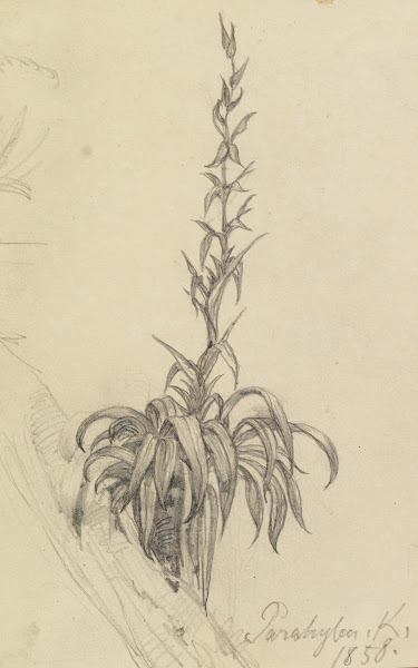 Pflanzenstudie am Ast I 1858