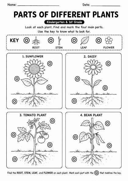 Parts of Different Plants