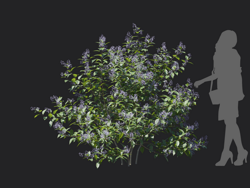 Maxtree - Plant Models Vol.129