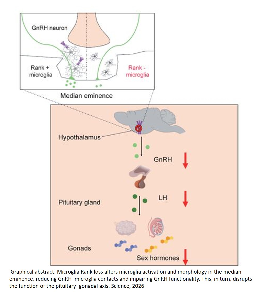 Linking fertility with immune cells in the brain