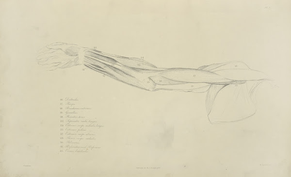 View of musculature of the arm 1833