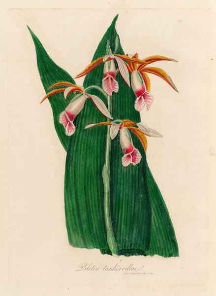 Bletia tankervillae 1818 1824