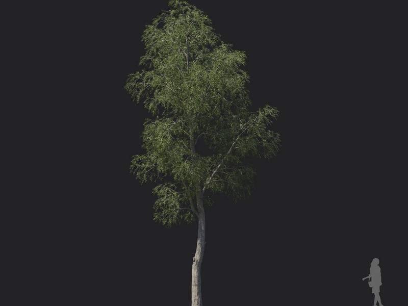 Maxtree - Plant Models Vol.121