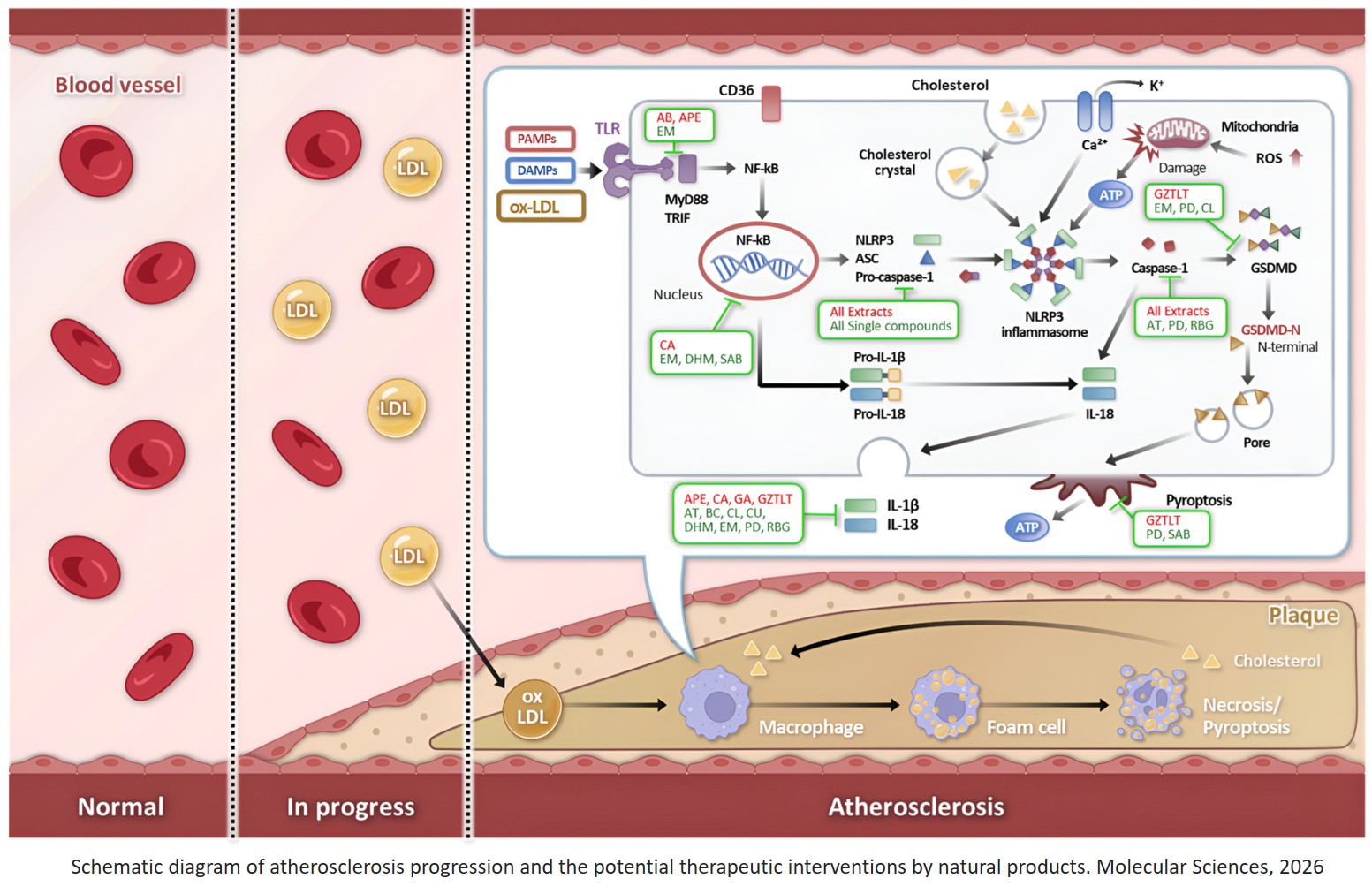 Targeting the NLRP3 Inflammasome in Atherosclerosis: A Review of Natural Products and Their Molecular Mechanisms