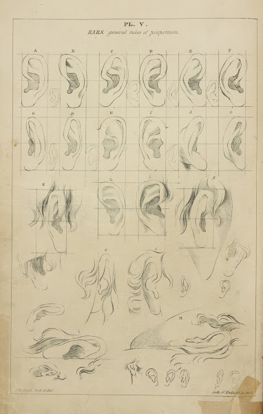 Ears  general proportions 1831