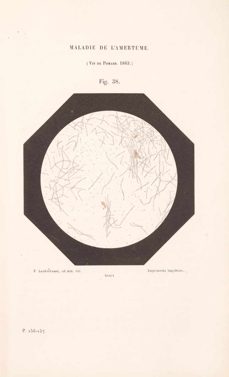 Études Sur Le Vin Pl26 1866