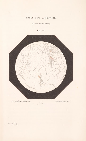 Études Sur Le Vin Pl26 1866