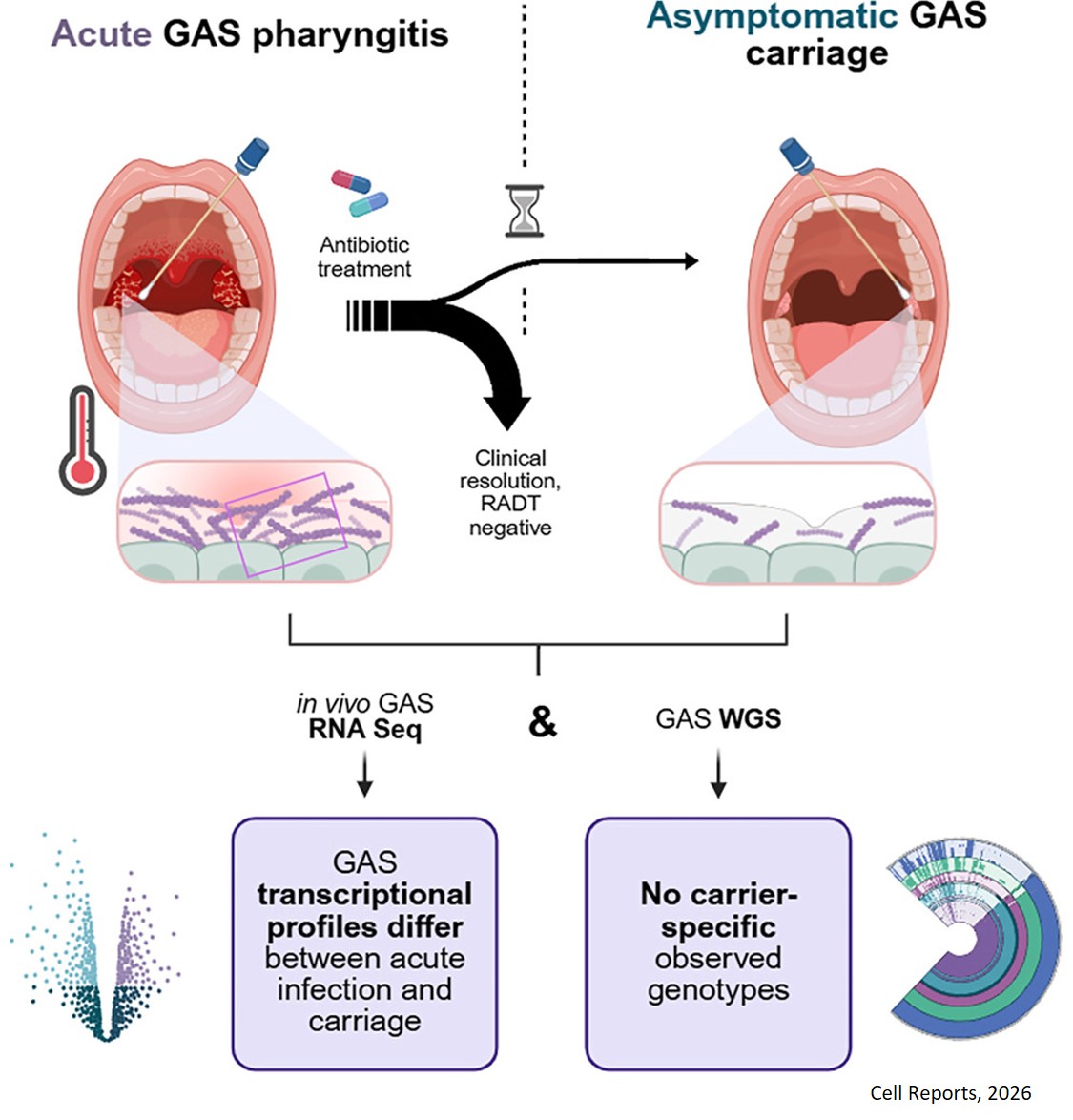 Streptococcus pyogenes carriage is associated with  distinct in vivo transcriptional states but not carrier- specific genotypes