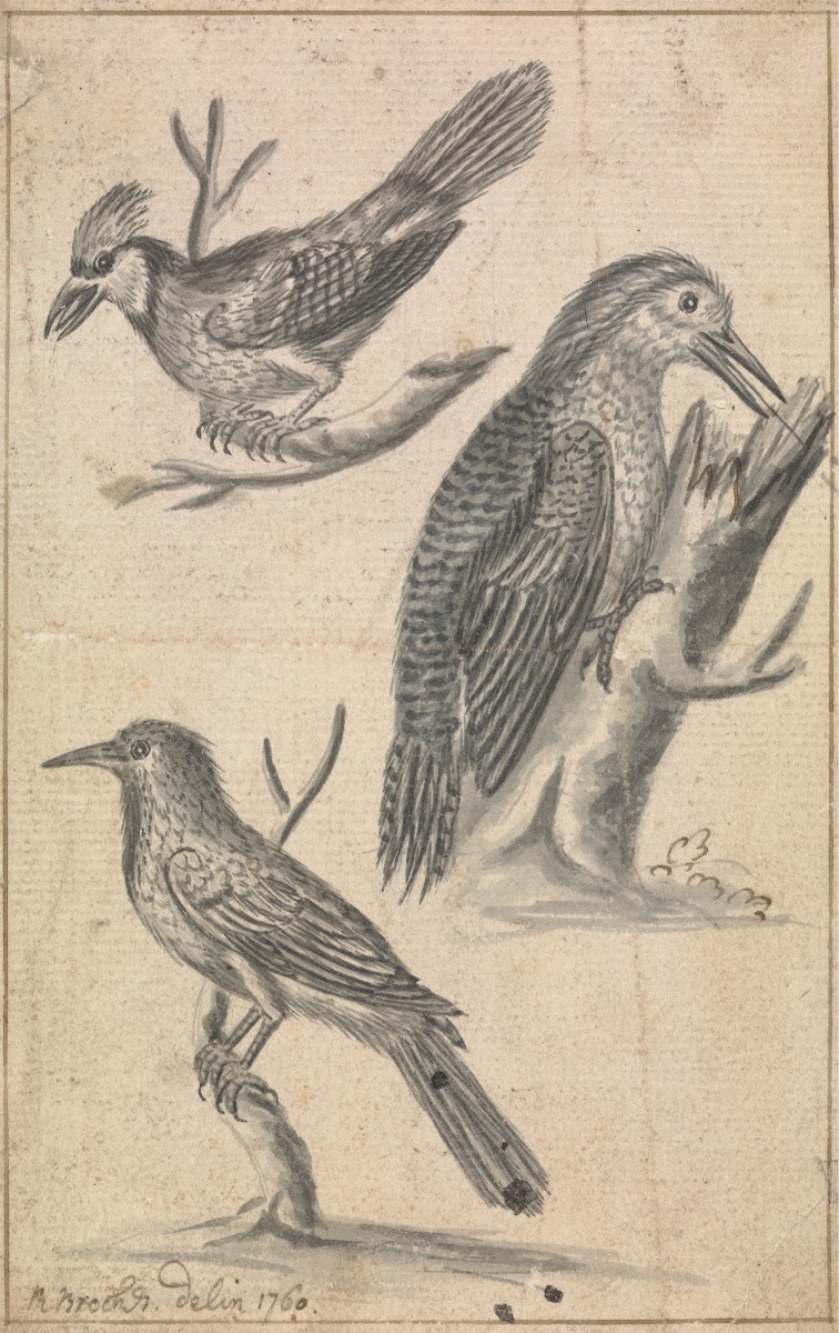 Woodpecker and Two Birds 1760