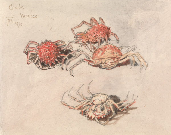 Studies of Spider Crabs Venice 1874