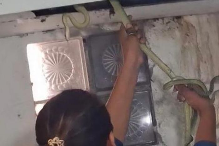 Người phụ nữ dùng tay không bắt sống 5 con rắn ẩn nấp trong phòng tắm - Tạp chí Người Đưa Tin