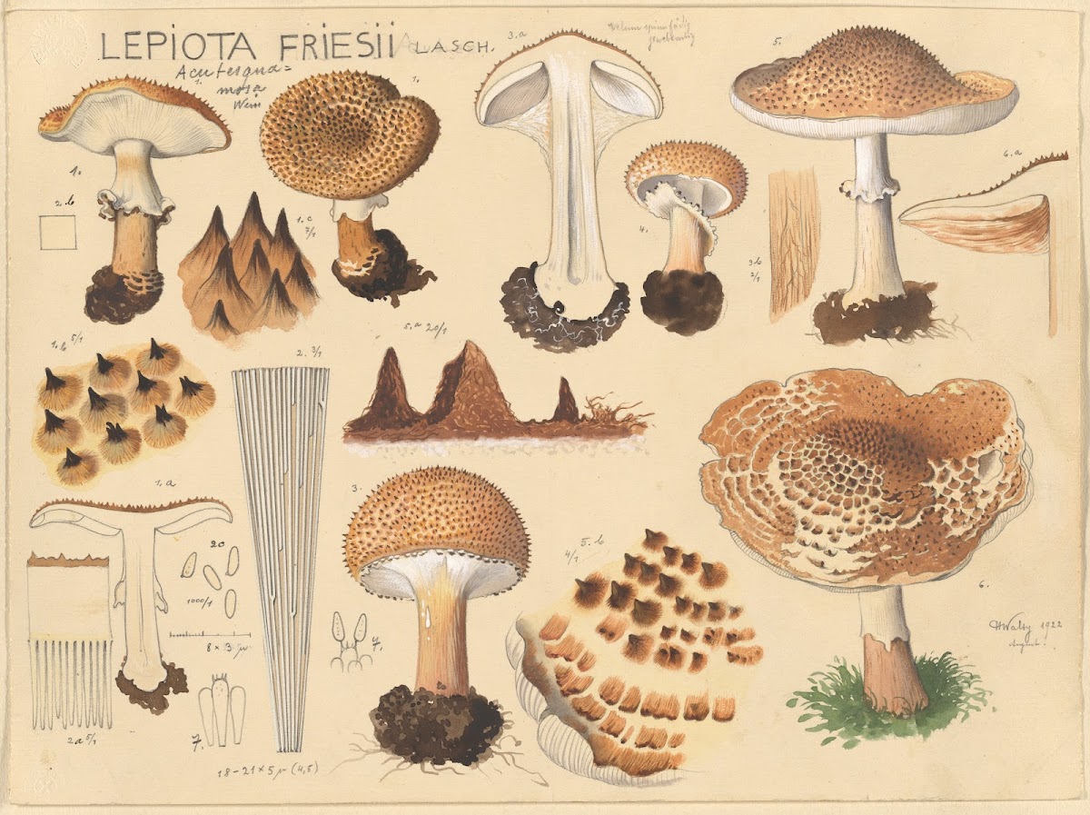 Lepiota friesii Lasch 1915 1945