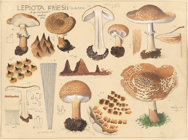 Lepiota friesii Lasch 1915 1945