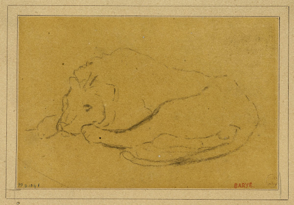 Lion couché la tête entre ses pattes 19th century