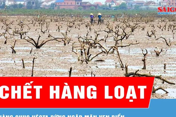 Nỗi lo rừng ngập mặn chết hàng loạt - Báo Sài Gòn Giải Phóng
