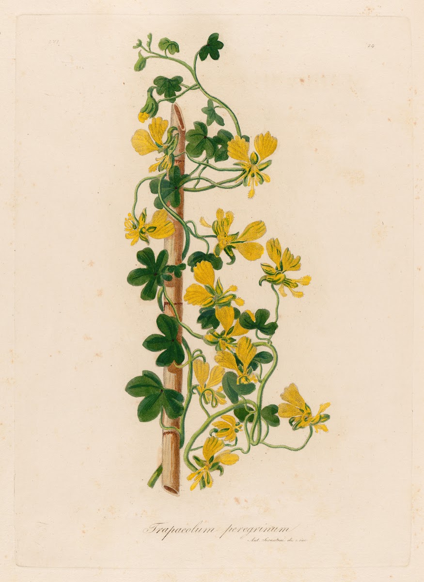 Trapaeolum peregrinum 1818 1824