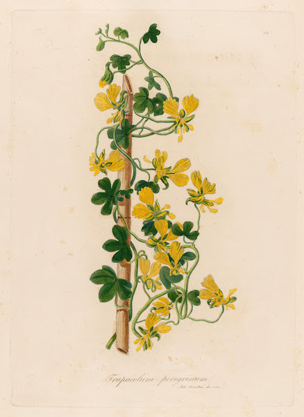 Trapaeolum peregrinum 1818 1824