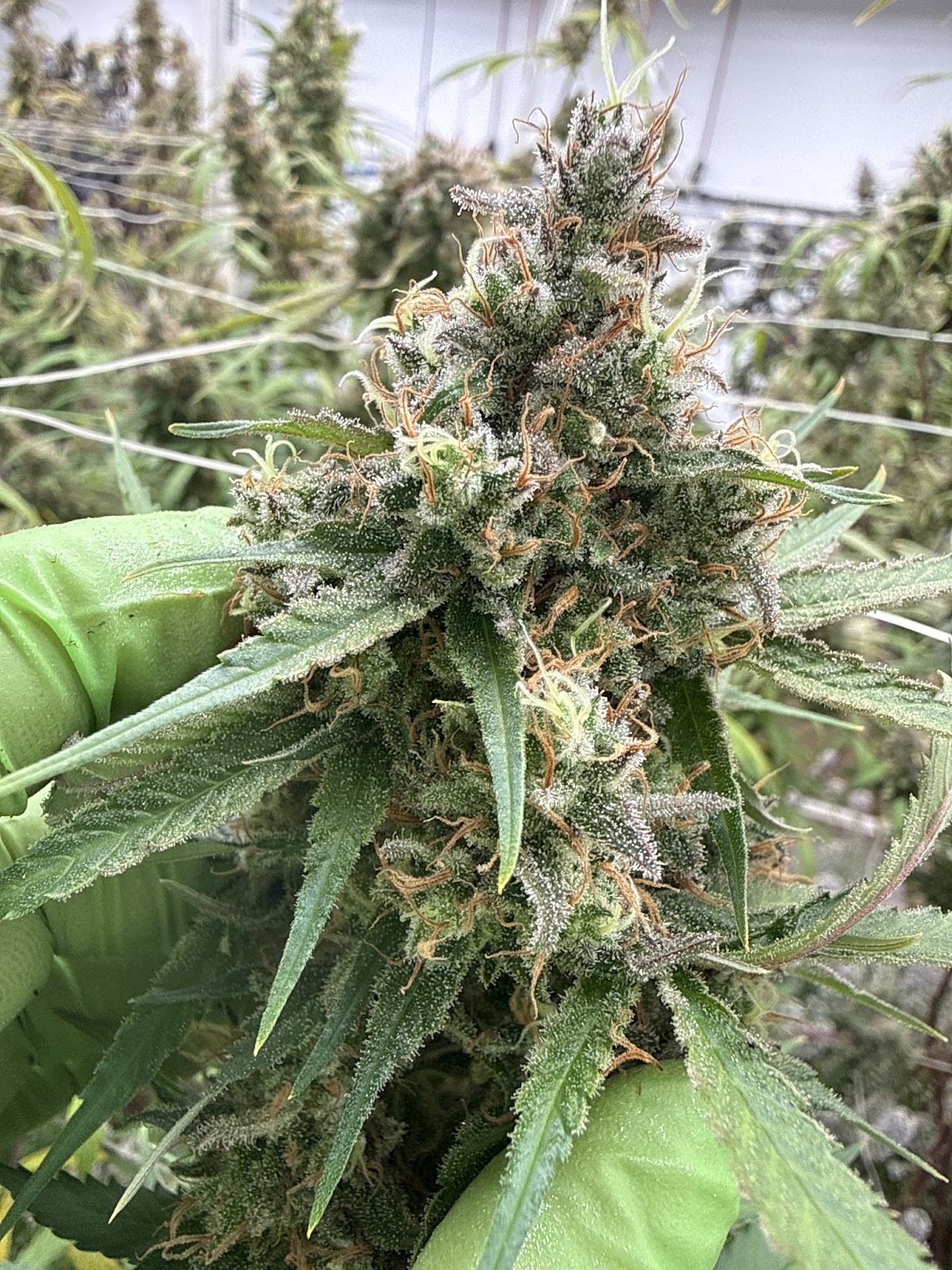 HBH12