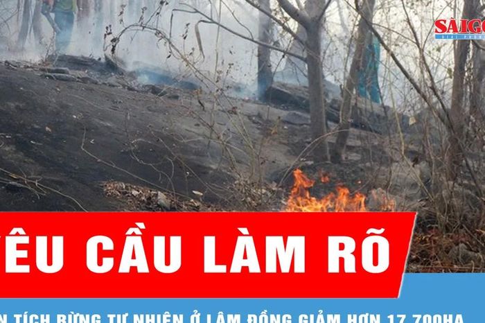 Yêu cầu làm rõ diện tích rừng tự nhiên ở Lâm Đồng giảm hơn 17.700ha - Báo Sài Gòn Giải Phóng