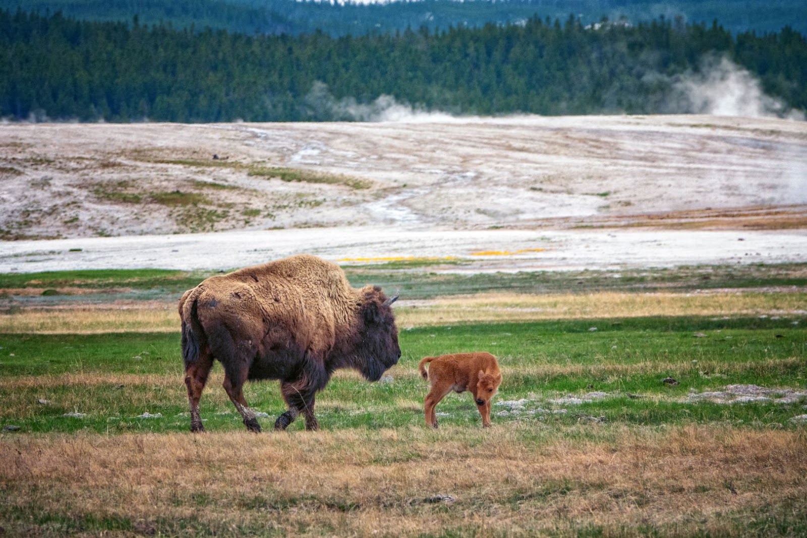 Bison standing in the open landscape of Yellowstone National Park in the United States.