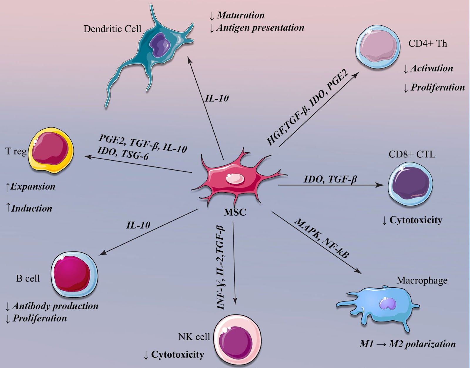Advances in the clinical application of mesenchymal stem cells for neurological disorders