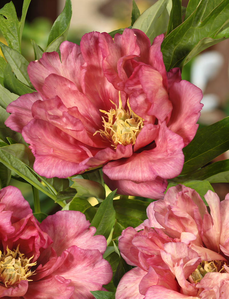Paeonia Itoh 'Hillary' in piena fioritura con petali rosa, crema e albicocca in un giardino fiorito