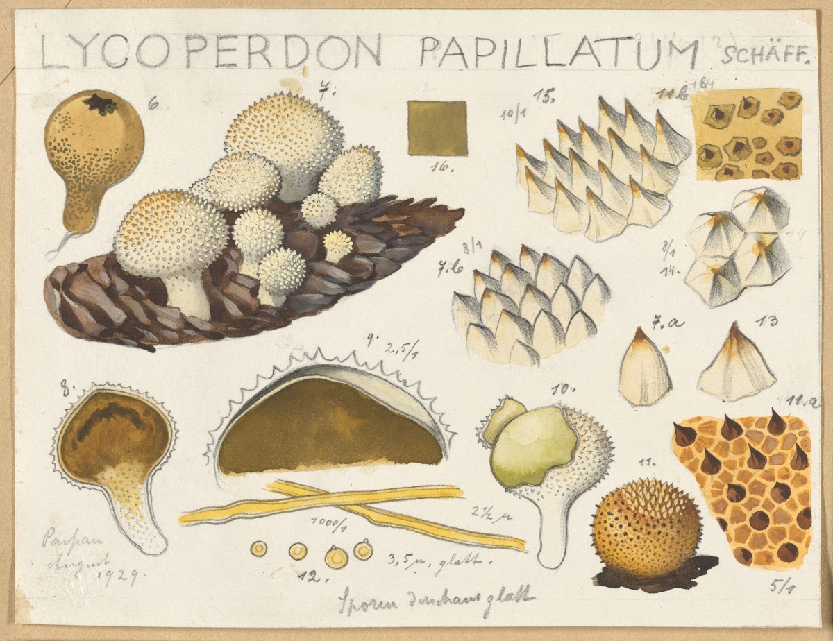 Lycoperdon papillatum 1915 1945