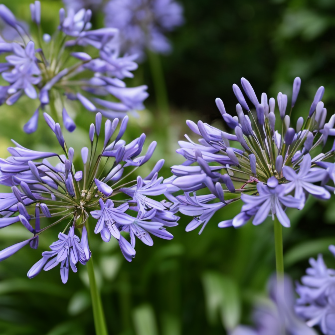 Agapanthus 'Lavender Haze' in piena fioritura con fiori viola-lilla in un giardino mediterraneo