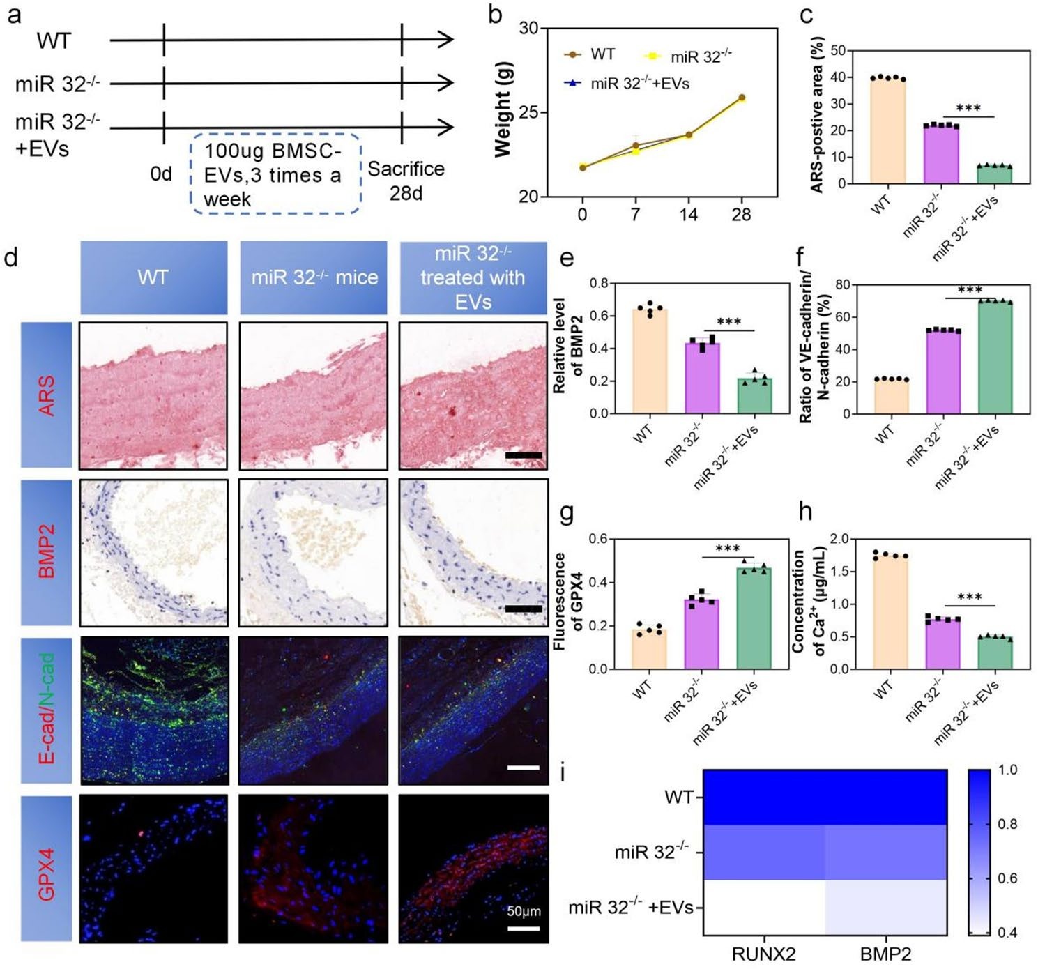 Deficiency of extracellular vesicles miR-32 from bone marrow mesenchymal stem cells alleviates vascular calcification in type 2 diabetes by inhibiting endothelial ferroptosis