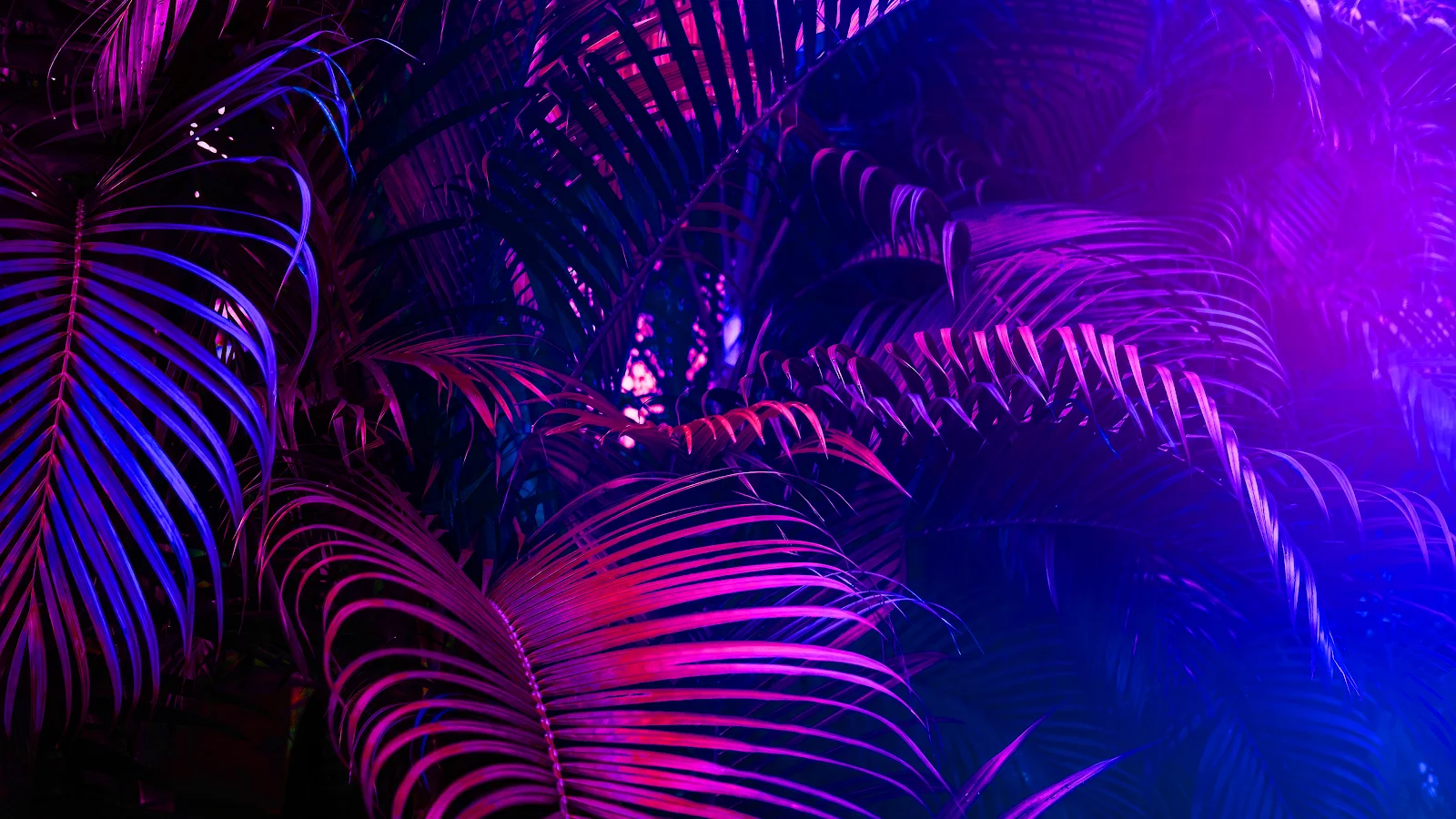 Tropical, Neon, Palm Leaves, Foliage. 4K Desktop Wallpaper