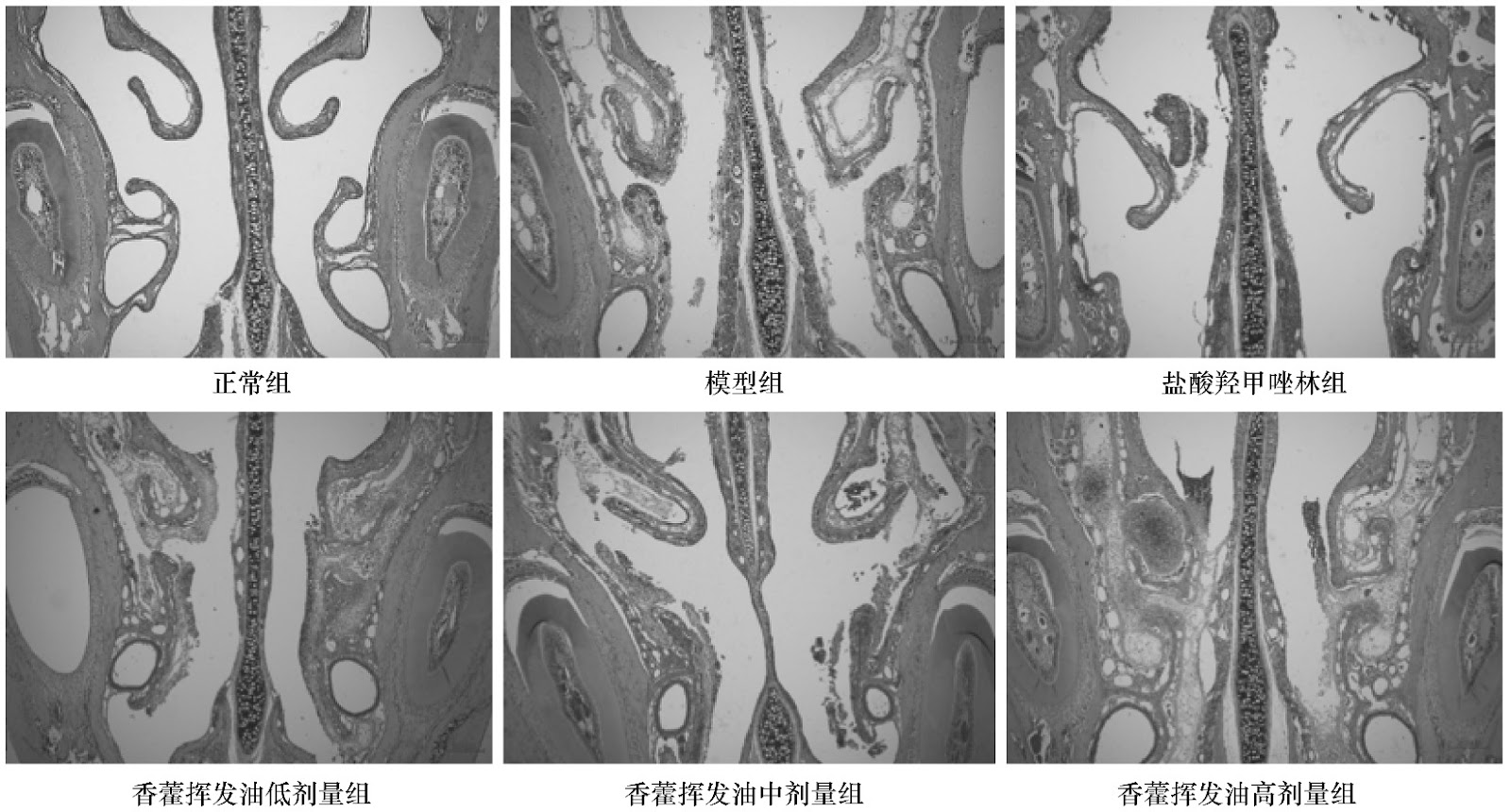 Influence of Arbuscular Mycorrhizal Fungi on Soil Aggregation and Carbon Sequestration in a Reclaimed Mining Area
