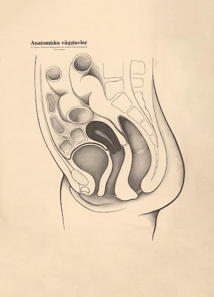 Female genitalia 1928