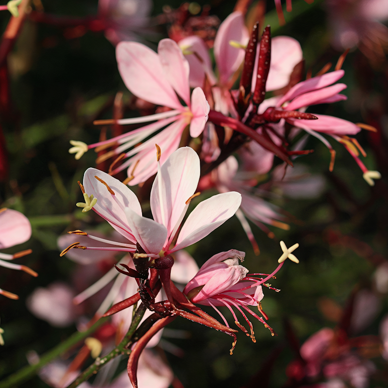 Gaura lindheimeri 'Compact Pink' in piena fioritura in un giardino naturalistico
