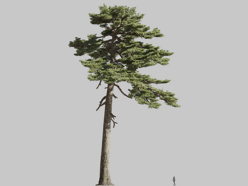 Maxtree - Plant Models Vol.126