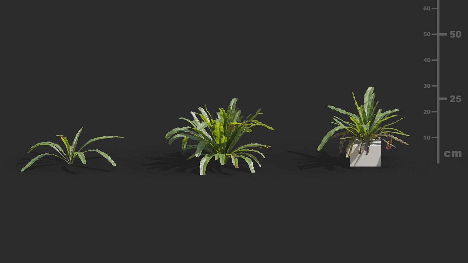 Maxtree - Plant Models Vol.72