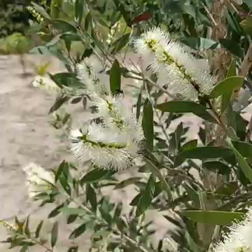 Visão geral do Meliponário Abelha Rainha na mata
