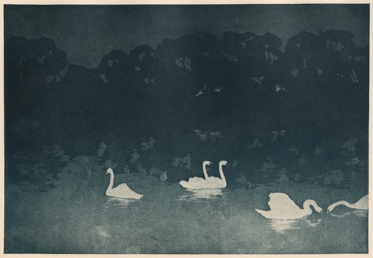 Les Cygnes 1898 1899
