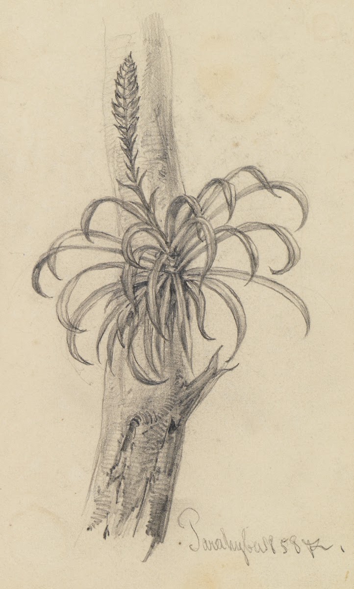 Pflanzenstudie am Ast II 1858