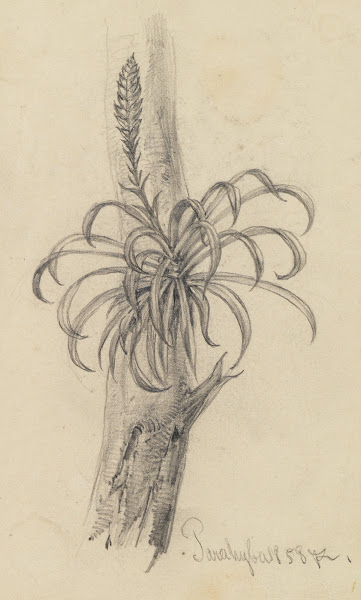 Pflanzenstudie am Ast II 1858