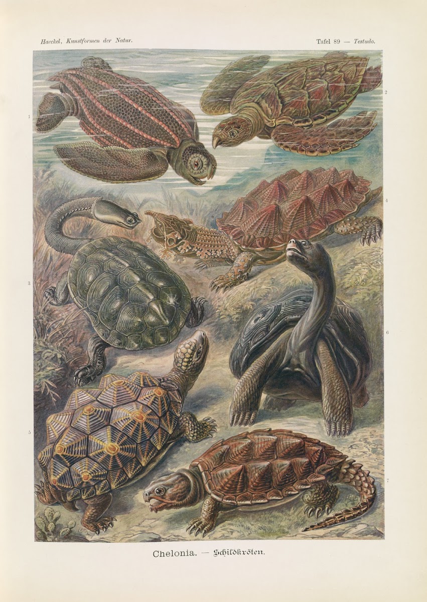 Chelonia  Schildkröten 1904
