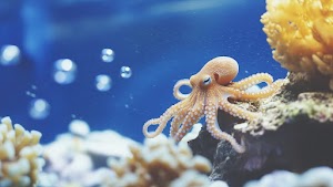 Octopus Wallpaper